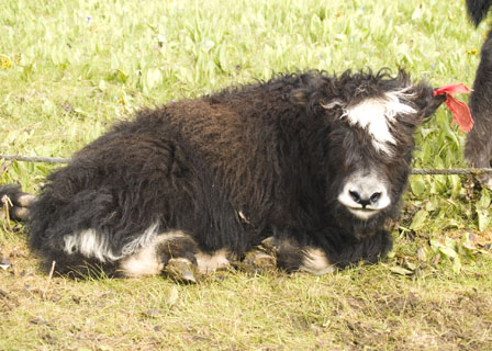 yak calf Tibet Spring Brook Ranch